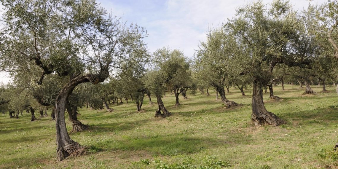 Alla scoperta dell’oro verde d’Abruzzo con la Camminata tra gli Olivi 2021