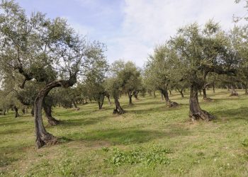 Alla scoperta dell’oro verde d’Abruzzo con la Camminata tra gli Olivi 2021