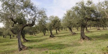 Alla scoperta dell’oro verde d’Abruzzo con la Camminata tra gli Olivi 2021