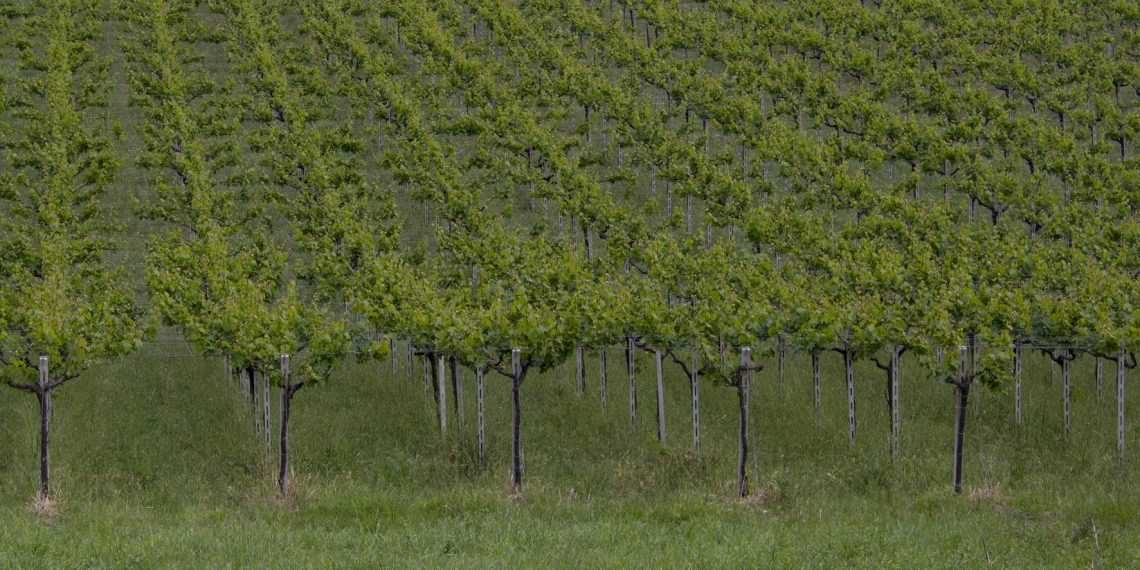 Tollo, convegno sulla tutela e valorizzazione della pergola abruzzese