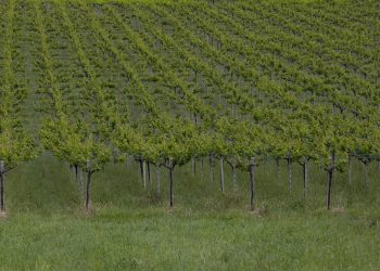 Tollo, convegno sulla tutela e valorizzazione della pergola abruzzese