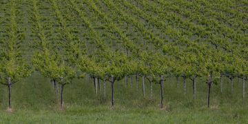 Tollo, convegno sulla tutela e valorizzazione della pergola abruzzese