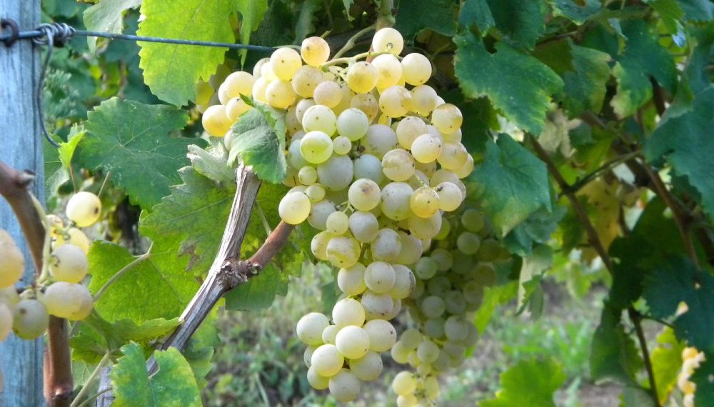 Giulianova, verticale di Trebbiano d’Abruzzo con l’azienda Faraone