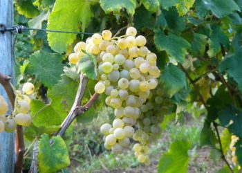Giulianova, verticale di Trebbiano d’Abruzzo con l’azienda Faraone