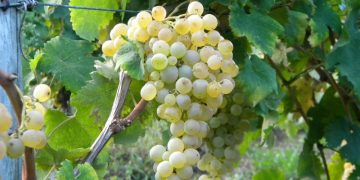 Giulianova, verticale di Trebbiano d’Abruzzo con l’azienda Faraone