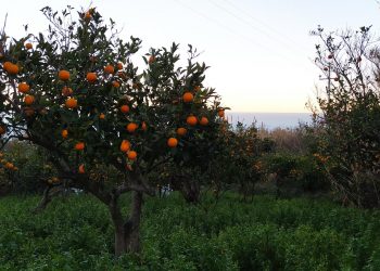 Tra gusto e meraviglie d’Abruzzo, alla scoperta degli agrumi della Costa dei Trabocchi