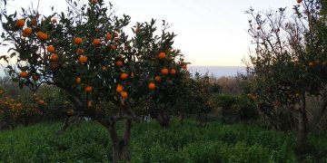 Tra gusto e meraviglie d’Abruzzo, alla scoperta degli agrumi della Costa dei Trabocchi