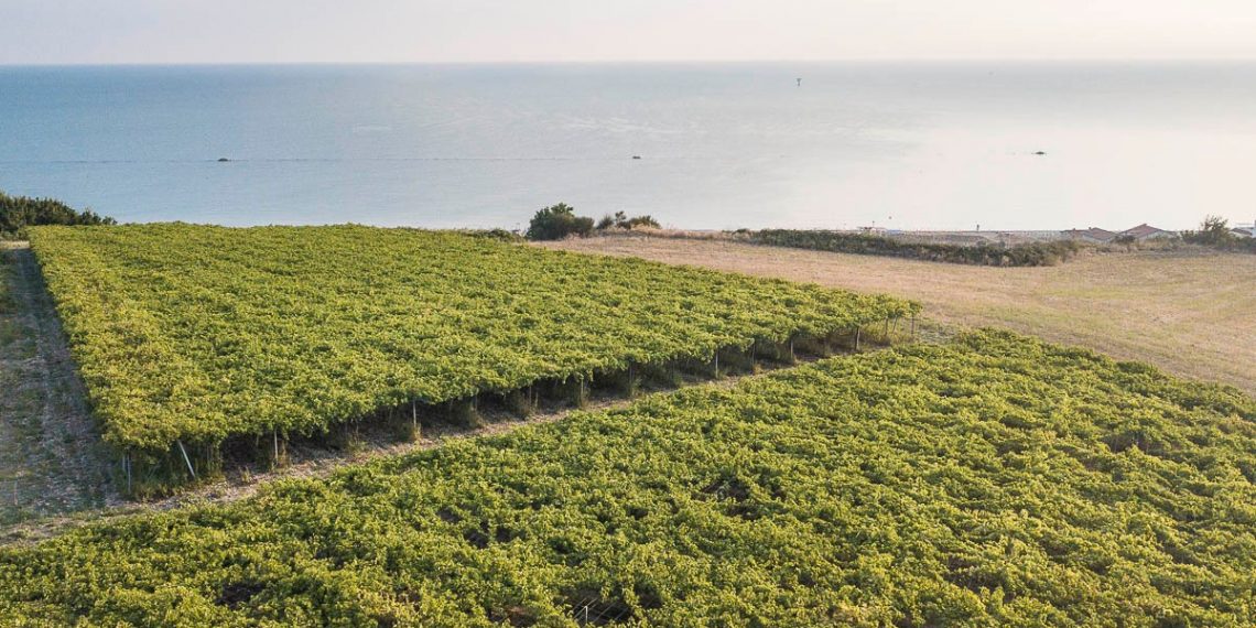 Bollicine & cooperazione col progetto VIN.CO, la nuova filiera sugli spumanti d’Abruzzo
