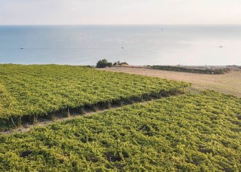 Bollicine & cooperazione col progetto VIN.CO, la nuova filiera sugli spumanti d’Abruzzo