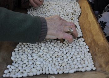 Giornata mondiale dei legumi, i cuochi dell’Alleanza Slow Food aderiscono con un menù dedicato