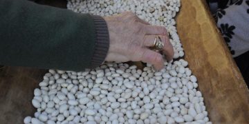 Giornata mondiale dei legumi, i cuochi dell’Alleanza Slow Food aderiscono con un menù dedicato
