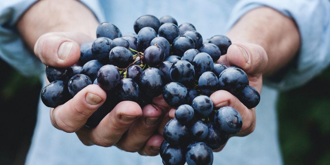 L’Abruzzo del vino buono, pulito e giusto al Sana Slow Wine Fair di Bologna