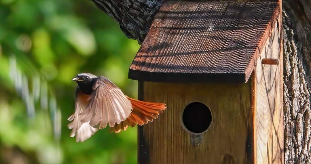 Loreto Aprutino, a tutela della biodiversità con il progetto Nidi in Campagna