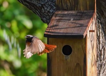 Loreto Aprutino, a tutela della biodiversità con il progetto Nidi in Campagna