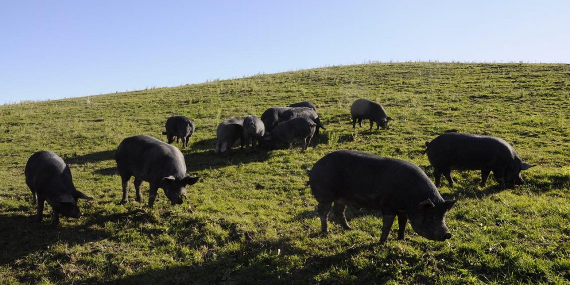 Maiale nero d’Abruzzo, a Caramanico Terme conviviale solidale con Slow Food Pescara