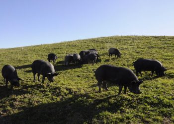 Maiale nero d’Abruzzo, a Caramanico Terme conviviale solidale con Slow Food Pescara