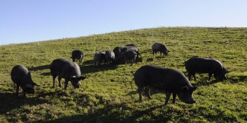 Maiale nero d’Abruzzo, a Caramanico Terme conviviale solidale con Slow Food Pescara