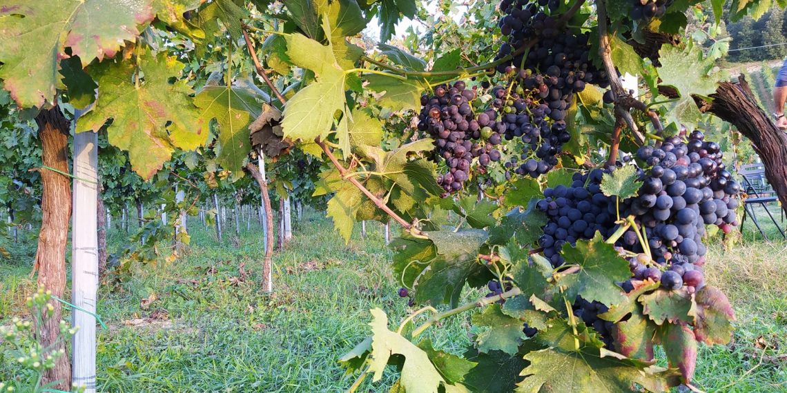 Città di Castello, anche l’Abruzzo all’Only Wine Festival con sei cantine a guida giovane