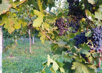 Città di Castello, anche l’Abruzzo all’Only Wine Festival con sei cantine a guida giovane