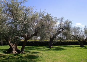 Slow Food, la Guida agli Extravergini 2022 premia l’Abruzzo dell’olio
