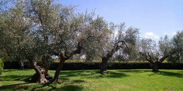 Slow Food, la Guida agli Extravergini 2022 premia l’Abruzzo dell’olio