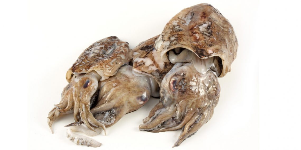 Chieti, cena a tutta seppia con Slow Food