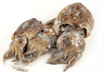 Chieti, cena a tutta seppia con Slow Food