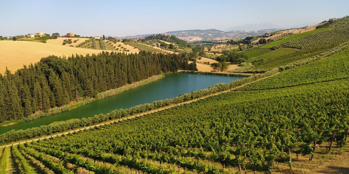 Notaresco, nell’incanto delle Colline Teramane nascono i nuovi vini della Fattoria Nicodemi