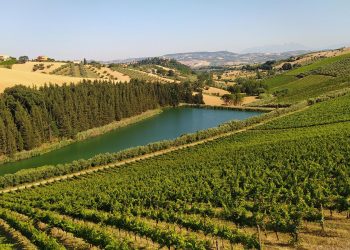 Notaresco, nell’incanto delle Colline Teramane nascono i nuovi vini della Fattoria Nicodemi