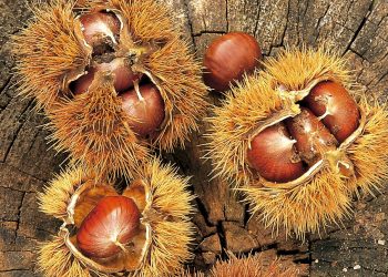 Nel regno della castagna Roscetta, tra le meraviglie della Valle Roveto