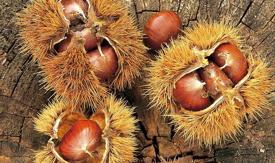 Nel regno della castagna Roscetta, tra le meraviglie della Valle Roveto