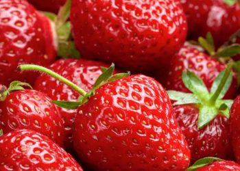 Picnic sulla spiaggia e degustazione nei campi con Francavilla Fiori e Fragole