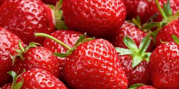 Picnic sulla spiaggia e degustazione nei campi con Francavilla Fiori e Fragole