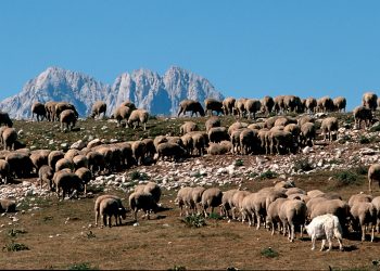 Pastori, transumanze, cene selvagge e formaggi d’Abruzzo protagonisti a Cheese 2023