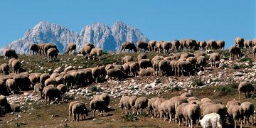 Pastori, transumanze, cene selvagge e formaggi d’Abruzzo protagonisti a Cheese 2023