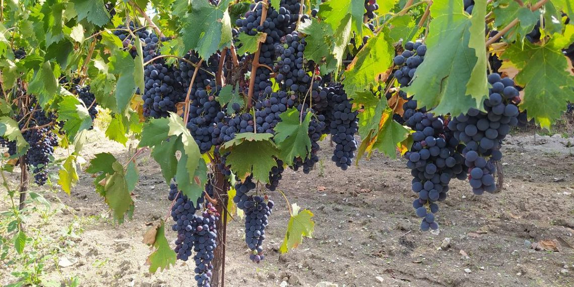 Gessi diVini 2023, cinque edizioni di gusto e cultura nelle terre del Sangro Aventino