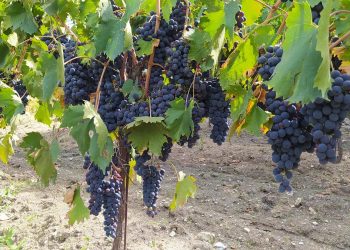 Gessi diVini 2023, cinque edizioni di gusto e cultura nelle terre del Sangro Aventino