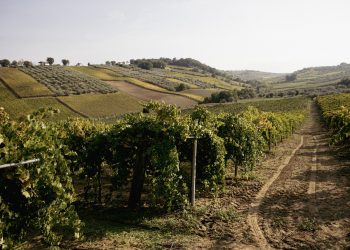 Casalbordino, sulle colline tra l’Adriatico e la Maiella nascono i vini dell’azienda agricola Olivia