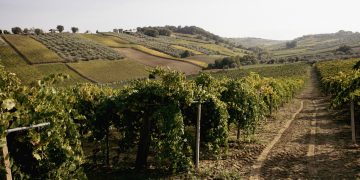 Casalbordino, sulle colline tra l’Adriatico e la Maiella nascono i vini dell’azienda agricola Olivia