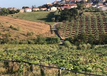 Torano Nuovo ospita l’evento “Il valore aggiunto di essere Città del Vino”