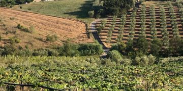 Torano Nuovo ospita l’evento “Il valore aggiunto di essere Città del Vino”