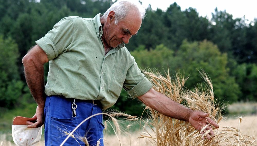 Slow Grains, anche la Solina dell’Appennino abruzzese nella rete dei custodi dei grani tradizionali