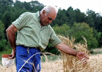 Slow Grains, anche la Solina dell’Appennino abruzzese nella rete dei custodi dei grani tradizionali