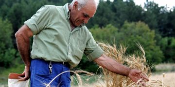 Slow Grains, anche la Solina dell’Appennino abruzzese nella rete dei custodi dei grani tradizionali