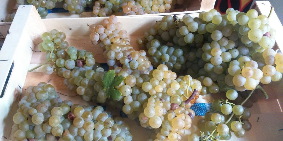 Montonico d’Abruzzo, a Montesilvano serata di degustazione con Assosommelier