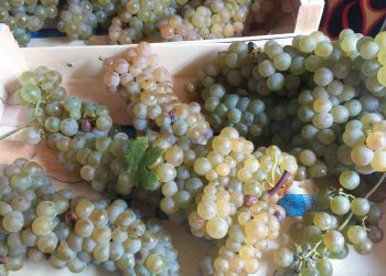 Montonico d’Abruzzo, a Montesilvano serata di degustazione con Assosommelier