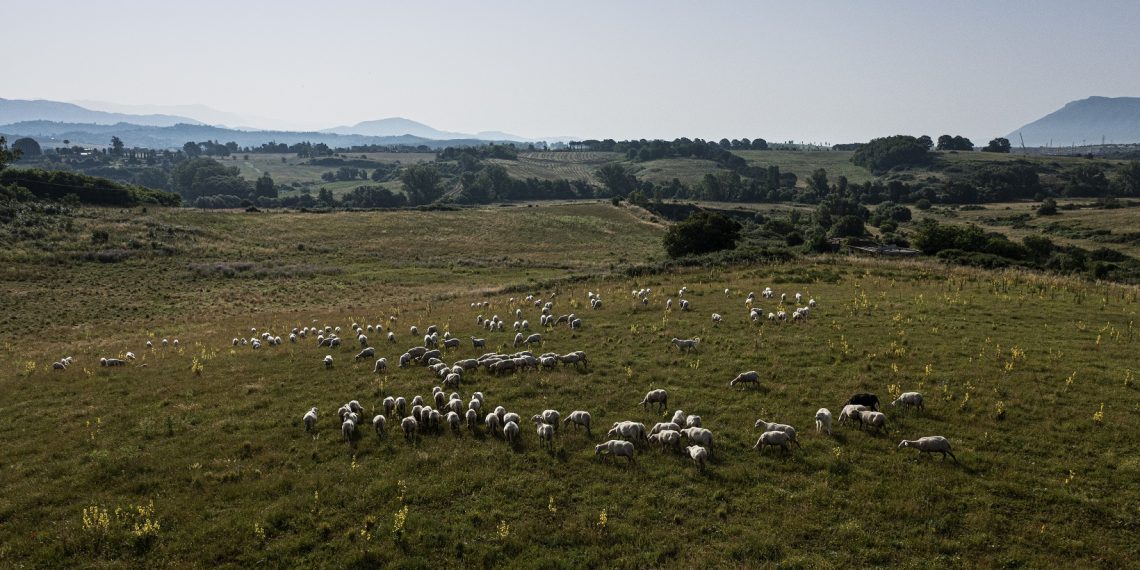 C’è anche l’Abruzzo nel nuovo Presidio Slow Food dei prati stabili e dei pascoli