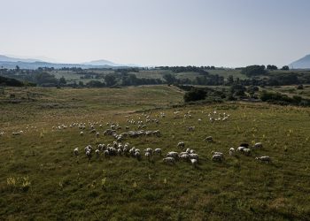 C’è anche l’Abruzzo nel nuovo Presidio Slow Food dei prati stabili e dei pascoli