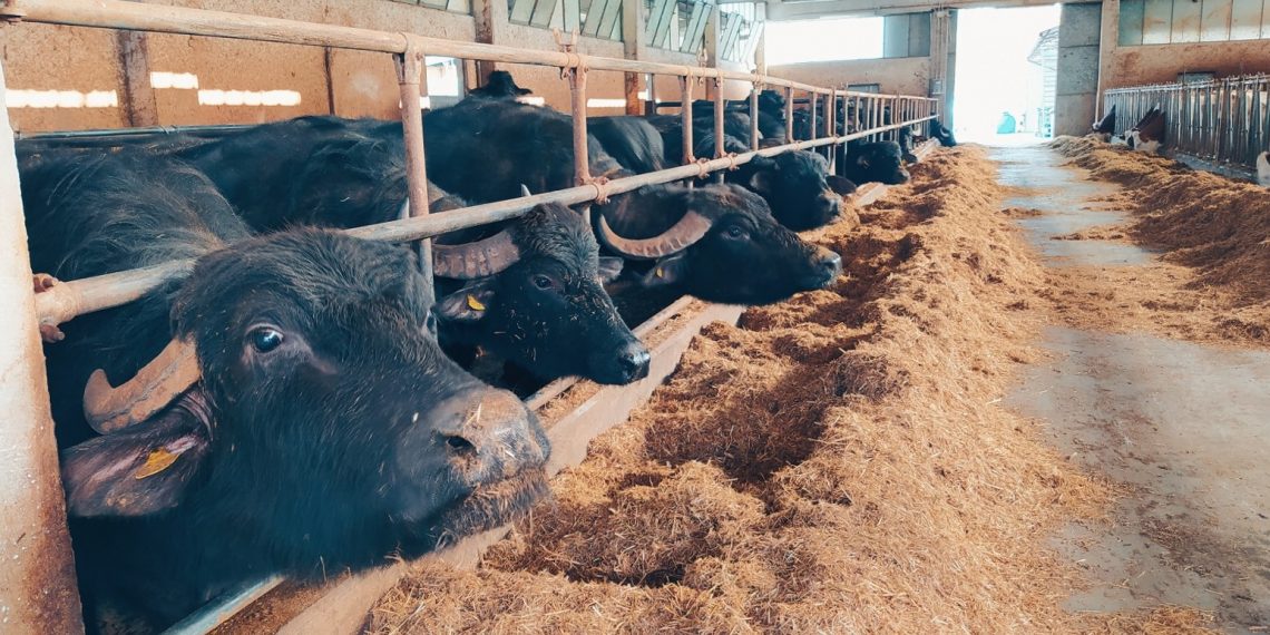 Nel cuore della Valle Subequana il primo allevamento di bufale d’Abruzzo