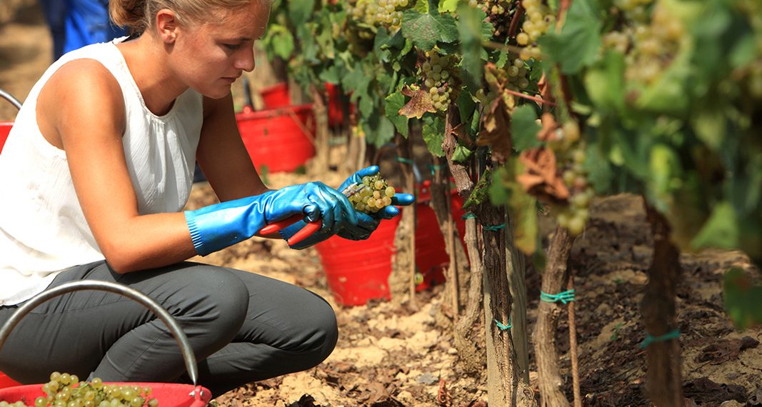 Bologna, con la FIVI al Mercato dei Vini e dei Vignaioli Indipendenti 2025